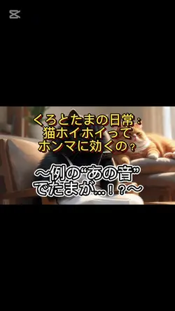 くろとたまの日常：猫ホイホイ