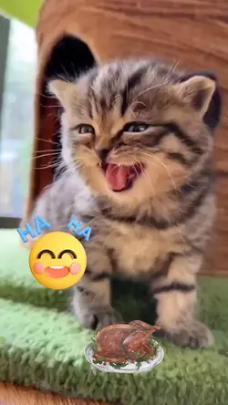 Cat laughing 
