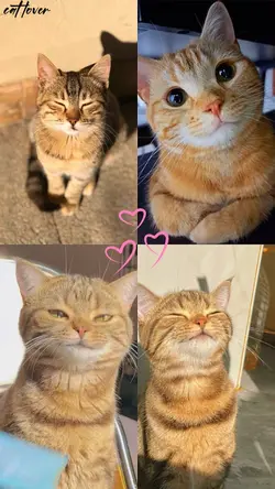 cat lover