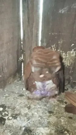 pigeon 