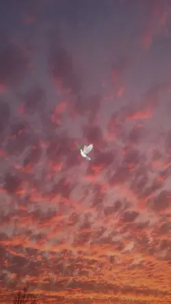 🕊️