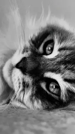 BEAUTIFUL ANIMALS 