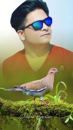 Bird's 