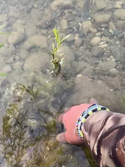 🐟