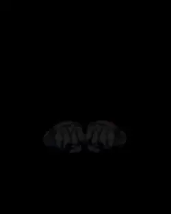 TRENT EDIT