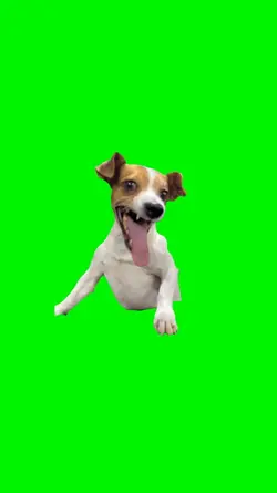 Laughing Dog Meme