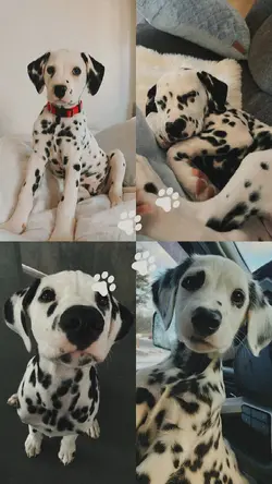 4 pics pet