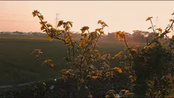 জাও পাখি বলো তারে।