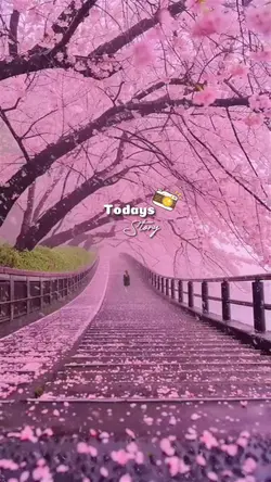 Sakura's Time