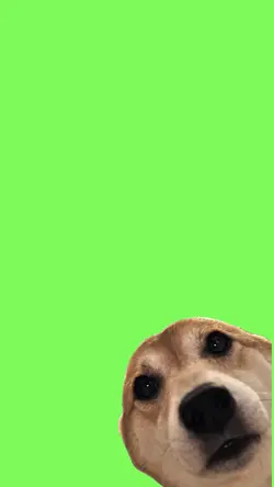 Funny dog 