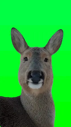 Eating Donkey