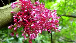 শুভ_সকাল