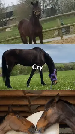 Boy don’t cry..🕊️💔