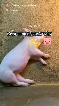 mẫu troll thay tên 