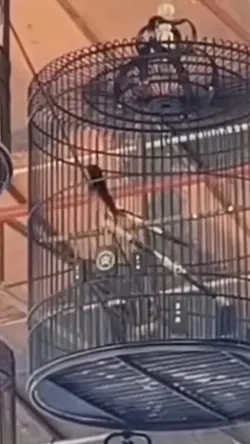 kicau mania