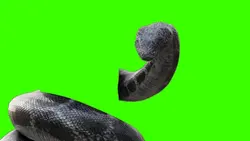 snake greenscreen 