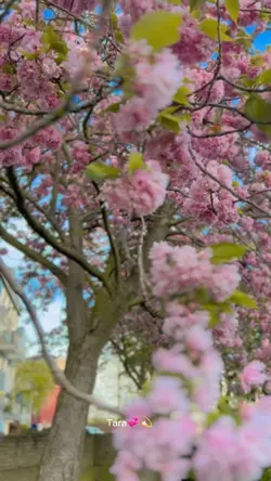 Cherry blossoms 🌸 