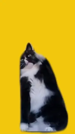 mikeykitten 
