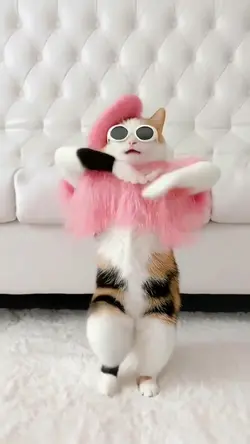 monkey dance 