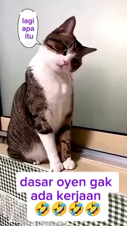 kucing bikin gemes
