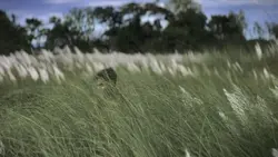 templatevideo 