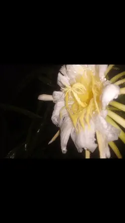 मन परेको फुलह <3