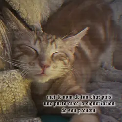 prénom de ton chat🙏🏼