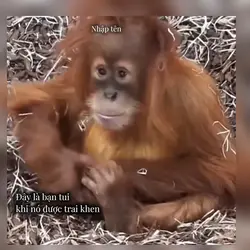 MẪU MÊM CUTEE