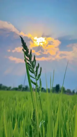Nature aesthetic