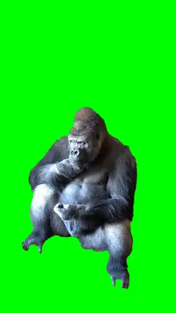 Gorilla overthinking