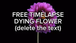 Free dying flowers