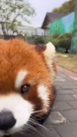 Red Panda