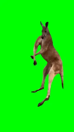 KANGAROO FLEXING