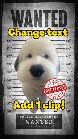 Wanted pet poster 