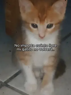 Mi gatito no volverá