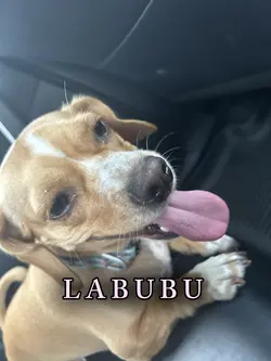 my dog Labubu 