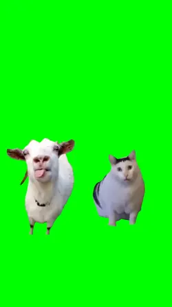 Goat talking to cat