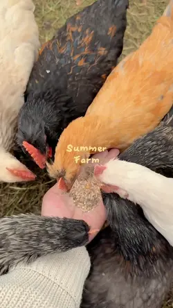 summer farm 