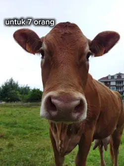 untuk 7 orang untk 1