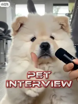 Pet interview 