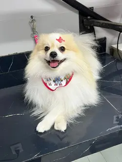 pet shop banho e tos