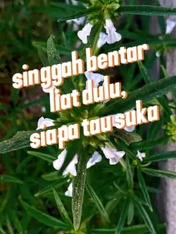 template ide jualan

