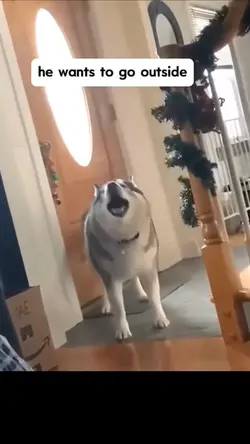 dog at the vet....