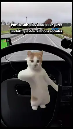 Chat qui danse 