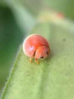 IYKYK-