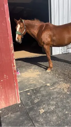 i bite