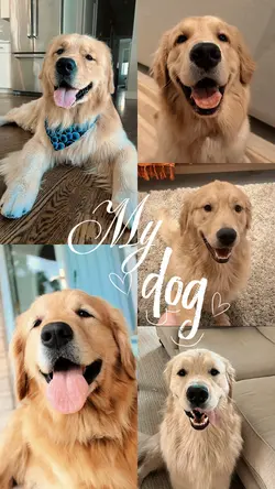 My dog