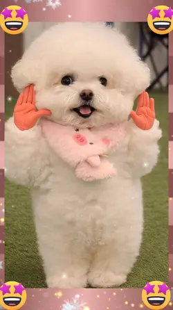Dog Dance AI