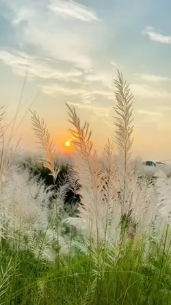natural charm
