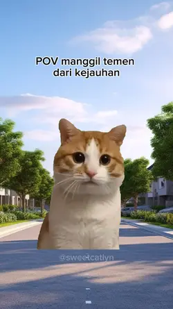 pov meme kucing